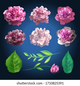 Set of Botanic Rose Flowers. Summer collection of Rose and Leaves Elements. 3d realistic vector illustration