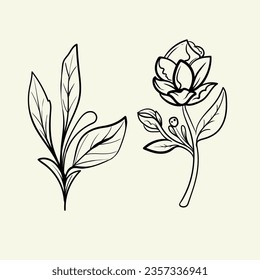 set of Botanical arts. Hand drawn line drawing of abstract flower, floral, rose, tropical leaves, spring and autumn leaf, bouquet of olives
