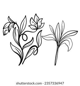 set of Botanical arts. Hand drawn line drawing of abstract flower, floral, rose, tropical leaves, spring and autumn leaf, bouquet of olives