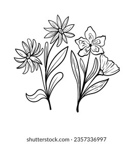 Botanische Kunst. Handgezeichnete Zeichnung abstrakter Blumen, Blumen, Rosen, tropische Blätter, Frühlings- und Herbstblätter, Olivenbäume