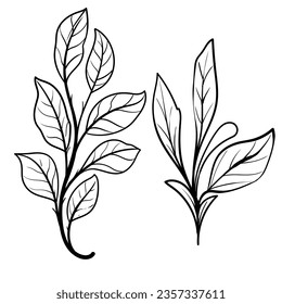 set of Botanical arts. Hand drawn line drawing of abstract flower, floral, rose, tropical leaves, spring and autumn leaf, bouquet of olives