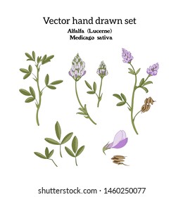 Set of botanical color hand drawn illustrations isolated on white of Alfalfa, (lucerne) plant with sprigs, leaves, stems, flowers and pods.