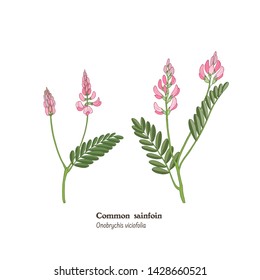 Set of botanical color illustrations of flowering plant of common sainfoin, Onobrychis sativa, o vicifolia. 
