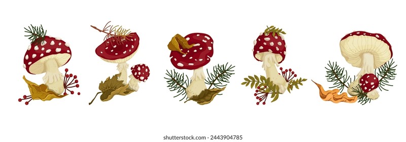 A set of botanical compositions with autumn fly agaric mushrooms and forest plants, conifers, dry leaves. Vector graphics.