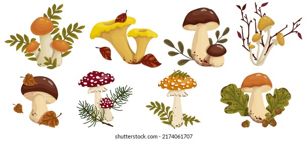 Set of botanical compositions with autumn mushrooms and forest plants, coniferous, dry leaves. Vector graphics.