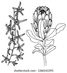 Set of botanical drawing. Flowers.
