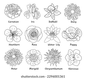 Set of Botanical drawings, flower line art vector illustrations. Carnation, daffodil, rose, aster, marigold, iris, daisy hand drawn black ink sketch. Birth month flowers for jewelry, tattoo, logo