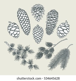 Set botanical elements - cones and branches of pine, spruce, larch.