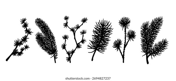 Um conjunto de elementos botânicos, silhuetas de árvores coníferas, ramos de pinheiro e abeto. Gráficos vetoriais.