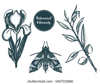 Set of botanical elements in engraving style. Ink, pencil, black and white iris flower sketch. Vector Isolated illustration.
