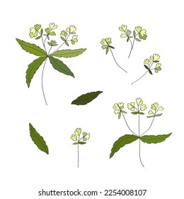 Conjunto de elementos botánicos de la madder dyer medicinal. Flores, hojas de rama se dibujan a mano.