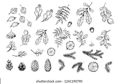 Set of botanical elements. Oak leaves, cones, pine spruces. Vector sketch. Isolated
