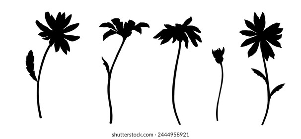 Set of botanical elements, silhouettes of chamomile wildflowers.Vector graphics.