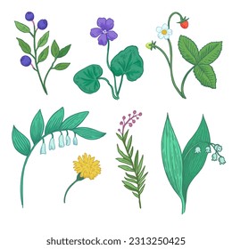 Set of botanical elements. Sketch illustration of wild forest plants, flowers and berries. Stylized doodle drawing of herbs for design.