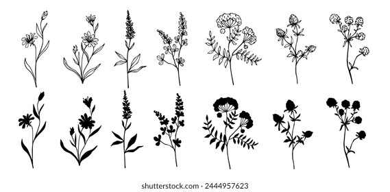 Set of botanical elements, sketches and silhouettes of wild herbs, wildflowers, plants, dried flowers, leaves. Vector graphics.