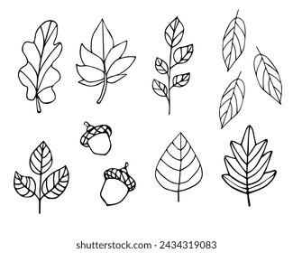 set of botanical flattery in doodle style