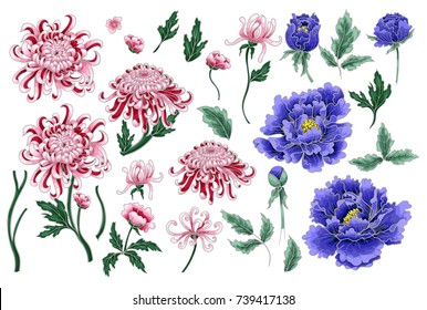 Set of botanical flowers chrysanthemum and peonies. Vector hand draw illustration for your design.
