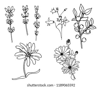 Set of botanical flowers. Hand drawn.