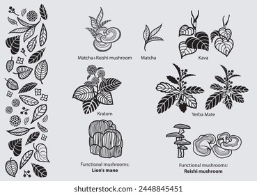 Set of botanical graphic drawings and elements: kava, kratom, matcha, yerba mate, functional mushrooms, reishi, lion's mane