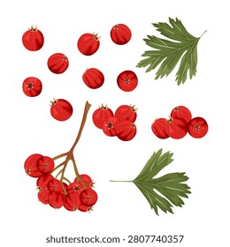 Set botanical hawthorn branch, green leaves and red berries. Ideal for autumn themes, herbal projects, nature education, seasonal decor, gardening, folklore, and botanical collections.