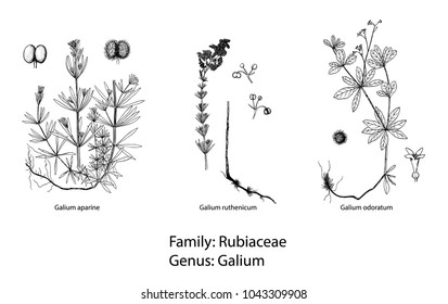 set of botanical illustration