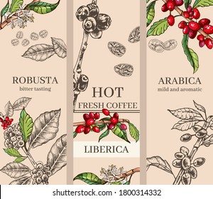 set of botanical illustrations coffee, plant, grains, flowers, leaves, branches, black outline, engraving, hand drawing, cafe menu design, variety, delicacy, arabica, robusta, liberica,