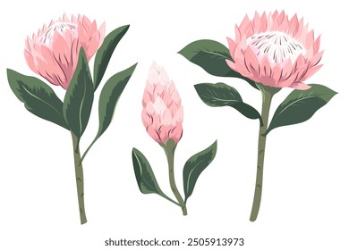 Set of botanical illustrations of pink protea flowers. Sugarbush blooming flowers with bud. Beautiful cultivated exotic flowering plant. Natural floral vector illustration isolated on white background