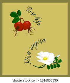 set of botanical images. red rose hips with green foliage and white Rósa rugósa flower, bud and foliage.