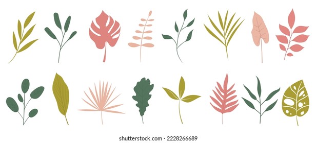 Set of botanical leaves on white background. Collection of natural tropical foliage, eucalyptus, palm, monstera, oak, olive. Design illustration for print, sticker, decoration, card, poster, artwork.