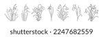Set of botanical Line Art. Black and white snowdrop January birth month flower botanical vector illustration. Minimalist design for tattoo, logo, wall art, cards, packaging and labeling.