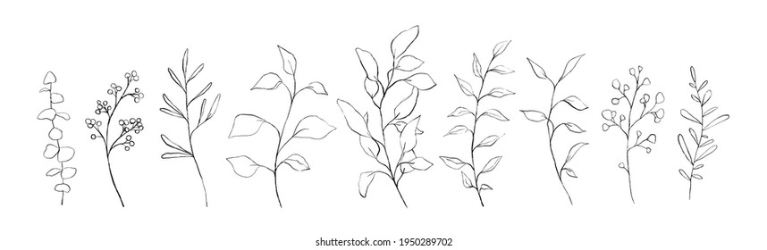 Set of botanical line art floral leaves, plants. Hand drawn sketch branches isolated on white background. Vector illustration 