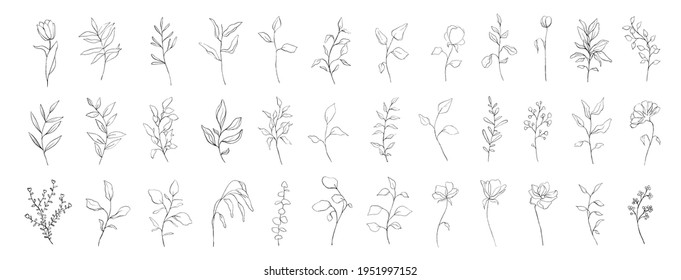 Set of botanical line art floral leaves, plants. Hand drawn sketch branches isolated on white background. Vector illustration 