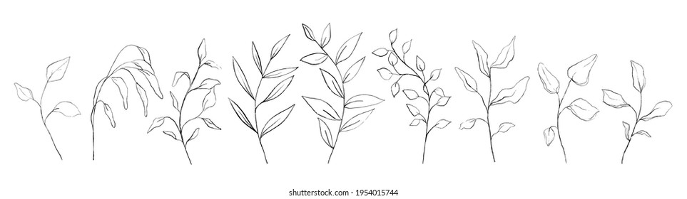 Set of botanical line art floral leaves, plants. Hand drawn sketch branches isolated on white background. Vector illustration 