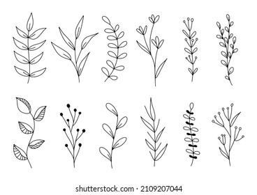 Set of botanical line art floral leaves, plants. Hand drawn sketch branches isolated on white background. Vector illustration