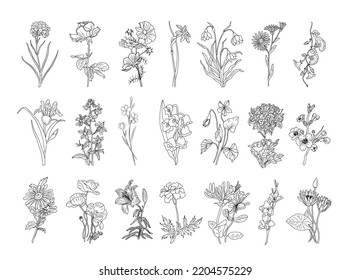 Set botanical Line Art  Hand drawn Black Ink Sketch Flowers collection Isolated White Background  Minimalist vector illustrations for tattoo  wall art  cards  packaging   labeling design 