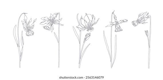 A set of botanical line sketches, outlines of spring daffodil flowers. Vector graphics.