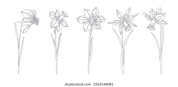 A set of botanical line sketches, outlines of spring daffodil flowers. Vector graphics.