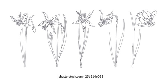 A set of botanical line sketches, outlines of spring daffodil flowers. Vector graphics.