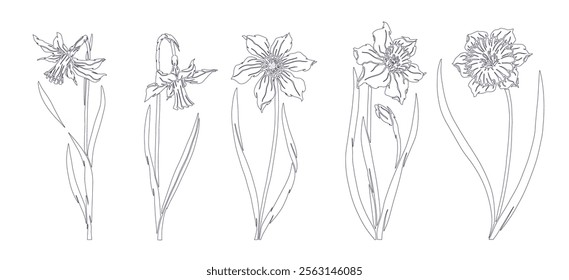 A set of botanical line sketches, outlines of spring daffodil flowers. Vector graphics.