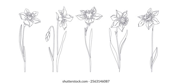 A set of botanical line sketches, outlines of spring daffodil flowers. Vector graphics.