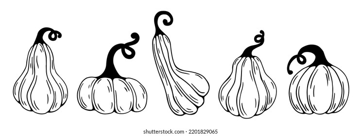 Conjunto de bocetos botánicos lineales de calabazas otoñales.Gráficos vectores.