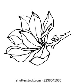 Un conjunto de bocetos botánicos lineales de colores y botones de magnolia. Gráficos vectoriales.	