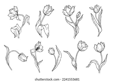 Set of botanical linear sketches of spring flowers and tulip buds.Vector graphics.	