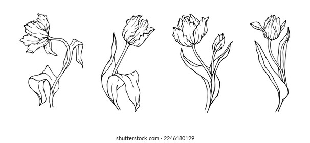 Set of botanical linear sketches of spring flowers and tulip buds.Vector graphics.