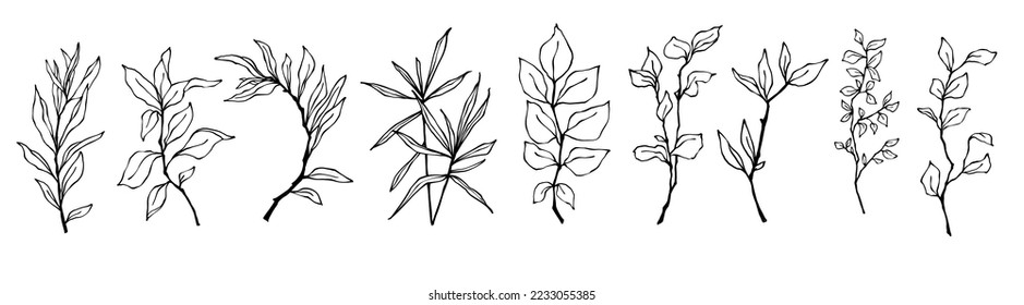 Conjunto de bocetos botánicos lineales de varias ramas con hojas, hierbas.Gráficos vectoriales.