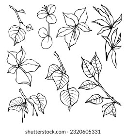 Conjunto de bocetos botánicos lineales de varias ramas con hojas, hierbas.Gráficos vectoriales.	