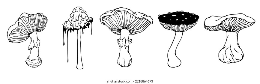 Set of botanical linear sketches of wild forest mushrooms, various toadstools.Vector graphics.