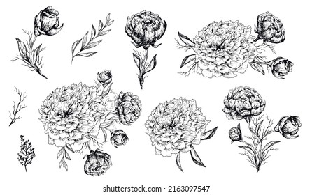 a set of Botanical modern  elements. Peony flower, leave,  buds are hand-drawn in a realistic style. romantic black ,  white, isolated objects. for print, banner, invitation holiday idea. art vintage 