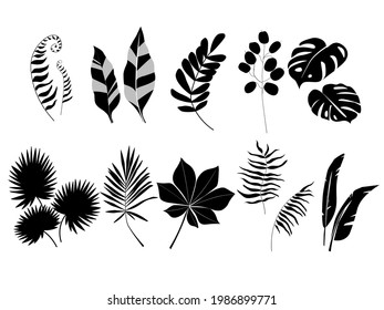 A set of botanical natural silhouettes of tropical exotic leaves on a white background. Monstera, palm, fern in an abstract minimalist style. Vector graphics.