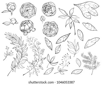 A set of botanical pions